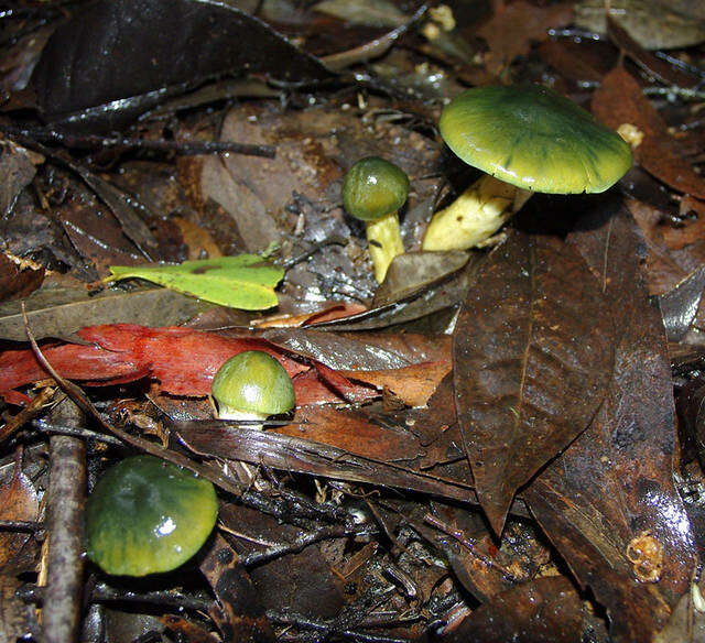 Sivun Cortinarius austrovenetus Cleland 1928 kuva