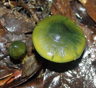 Image of Cortinarius austrovenetus Cleland 1928