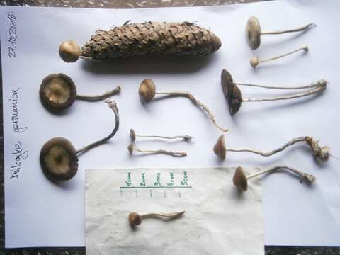 Image of Psilocybe serbica M. M. Moser & E. Horak 1969