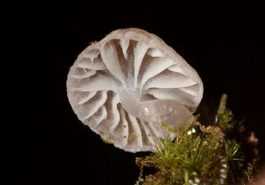 Image of <i>Mycena fulgoris</i>