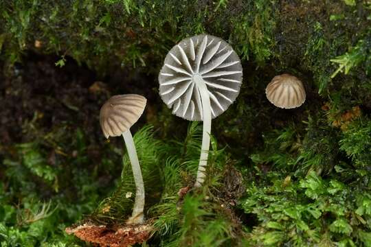 Image of Mycena globulispora Maas Geest. & de Meijer 1997