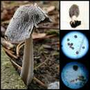 Imagem de Coprinopsis jonesii (Peck) Redhead, Vilgalys & Moncalvo 2001