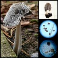 Imagem de Coprinopsis jonesii (Peck) Redhead, Vilgalys & Moncalvo 2001