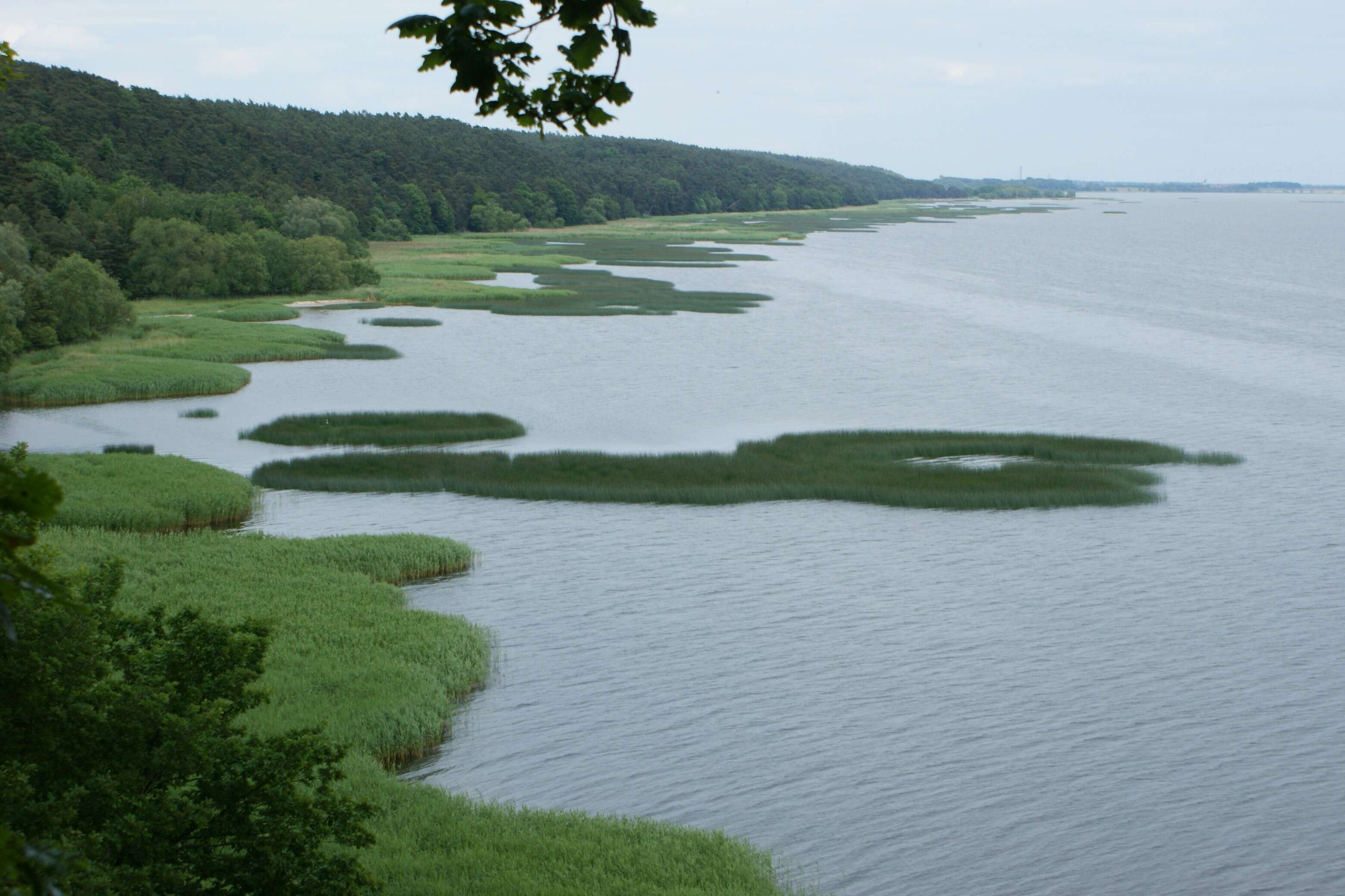 Image de scirpe des lacs, jonc des chaisiers commun