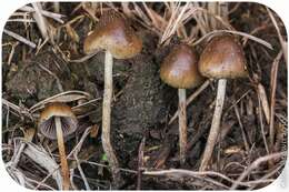 Plancia ëd Psilocybe semilanceata (Fr.) P. Kumm. 1871