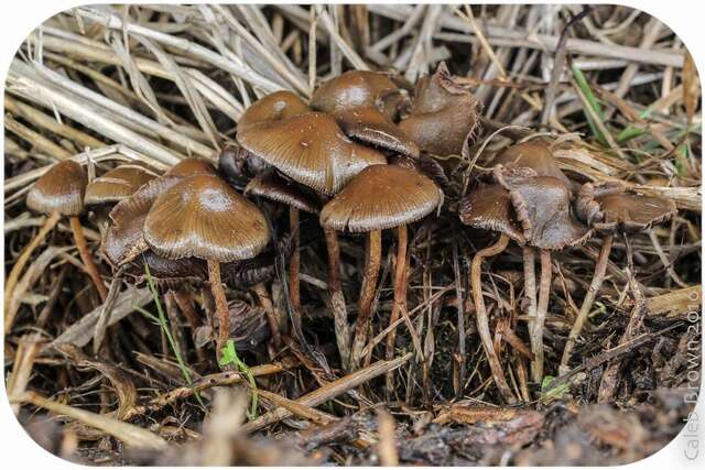 Plancia ëd Psilocybe semilanceata (Fr.) P. Kumm. 1871