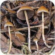 Plancia ëd Psilocybe semilanceata (Fr.) P. Kumm. 1871