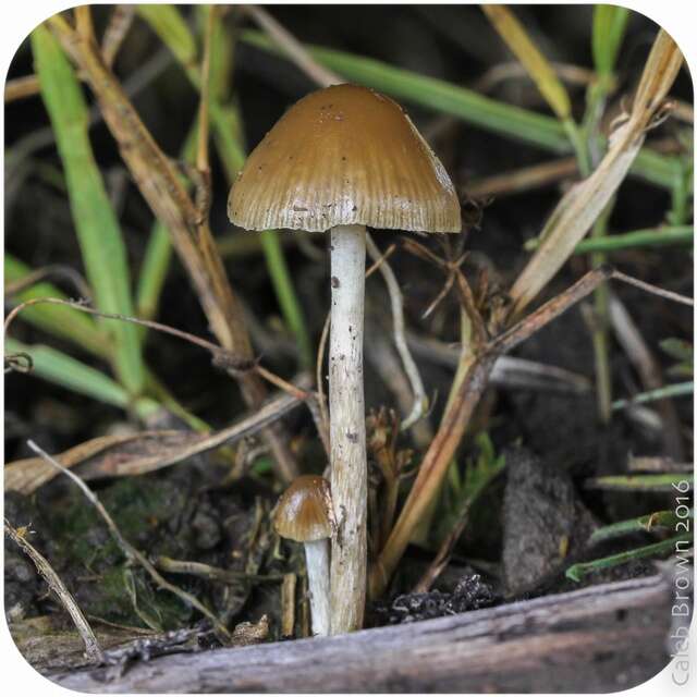 Plancia ëd Psilocybe semilanceata (Fr.) P. Kumm. 1871