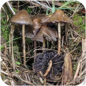 Plancia ëd Psilocybe semilanceata (Fr.) P. Kumm. 1871