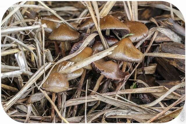 Plancia ëd Psilocybe semilanceata (Fr.) P. Kumm. 1871