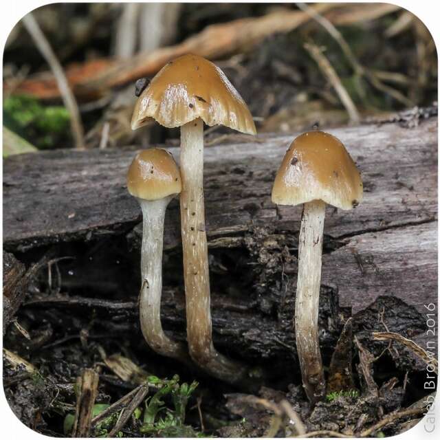 Plancia ëd Psilocybe semilanceata (Fr.) P. Kumm. 1871