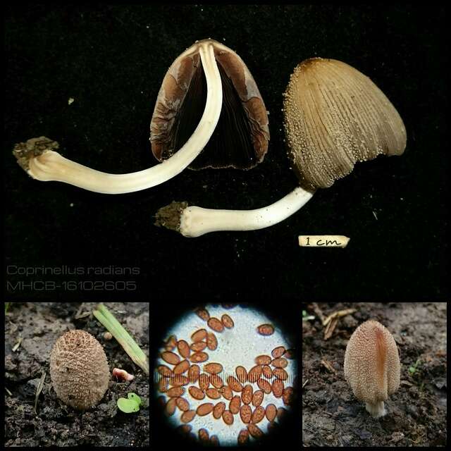 Image de Coprinellus