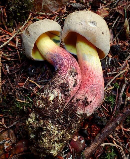 Imagem de Caloboletus rubripes (Thiers) Vizzini 2014