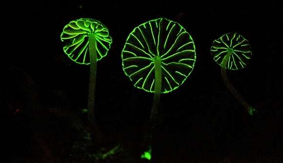 Mycena globulispora Maas Geest. & de Meijer 1997 resmi