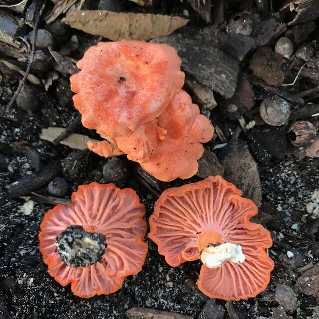 Image of Cantharellus coccolobae Buyck, P. A. Moreau & Courtec. 2016