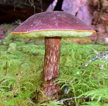 Слика од Aureoboletus mirabilis (Murrill) Halling 2015