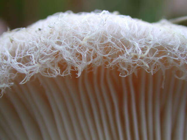 Image of Lactarius