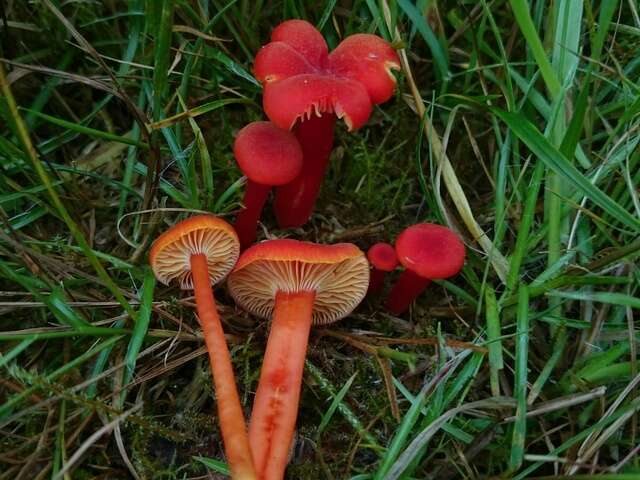 Image of waxcaps (fungi)