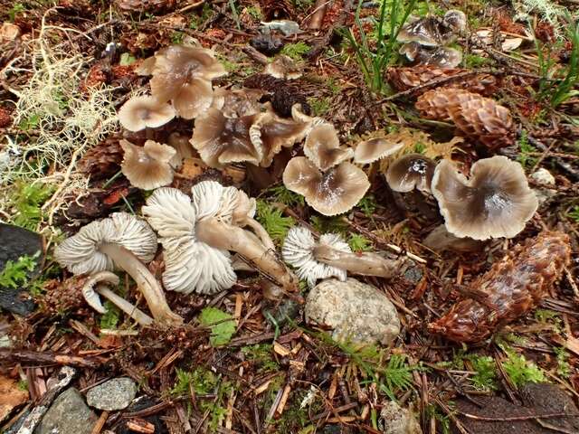 Image of Mycena quiniaultensis Kauffman 1935