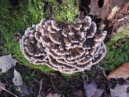 Image of Trametes