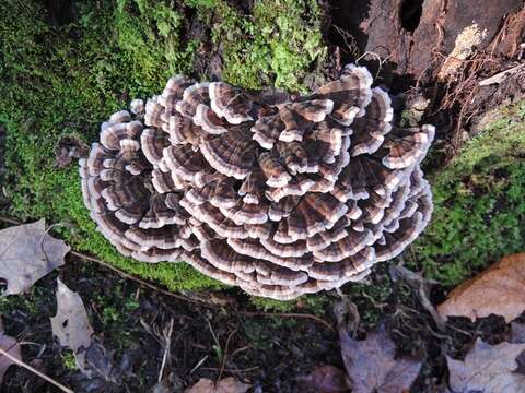 Image of Trametes