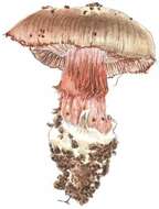 Слика од Cortinarius glaucopus (Schaeff.) Gray 1821