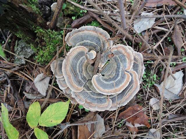 Image of Trametes