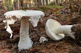 Image of <i>Amanita polypyramis</i>