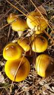 Image of Honey Fungus