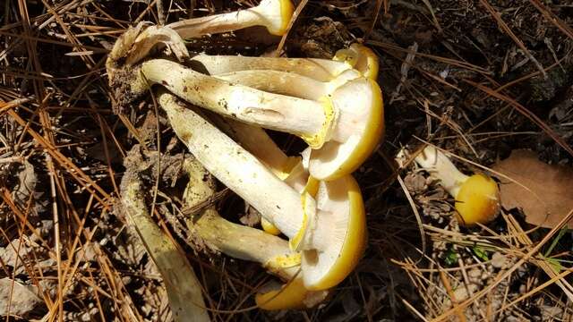 Image of Honey Fungus