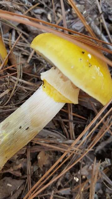 Image of Honey Fungus