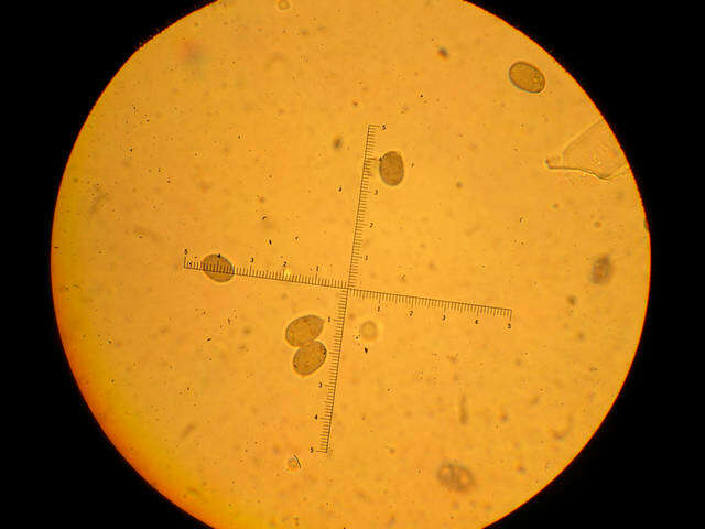 Plancia ëd Amanita smithiana Bas 1969