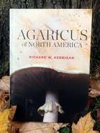 Image of Agaricus butyreburneus Kerrigan, Guinb. & Callac 2016