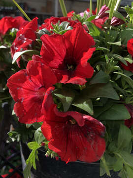 Image of petunia