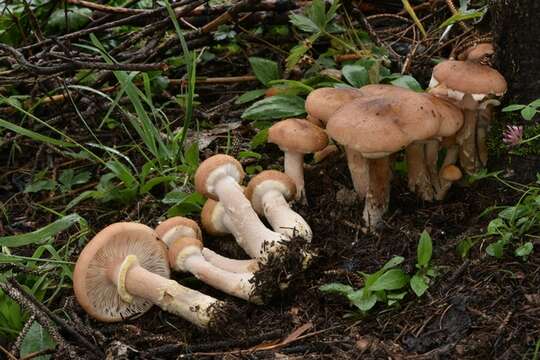 Image of Armillaria solidipes Peck 1900