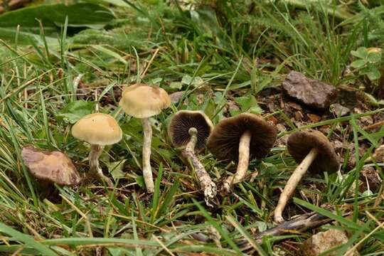 Image of Psilocybe mescaleroensis Guzmán, Walstad, E. Gándara & Ram.-Guill. 2007