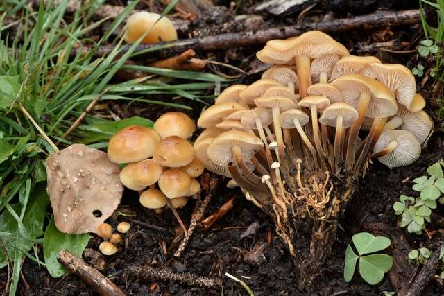 Plancia ëd Flammulina populicola Redhead & R. H. Petersen 1999