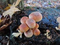 Imagem de Hypholoma