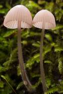 Image of Mycena purpureofusca (Peck) Sacc. 1887