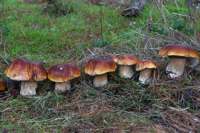 Image of Boletus