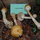 صورة Agaricus smithii Kerrigan 1985