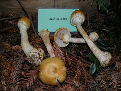 Слика од Agaricus smithii Kerrigan 1985