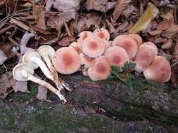 Imagem de Hypholoma