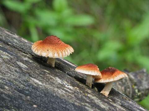 Heliocybe resmi