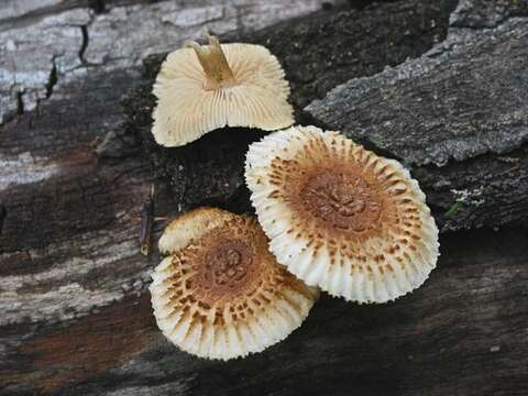 Image of Heliocybe