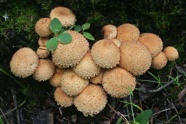 Pholiota resmi