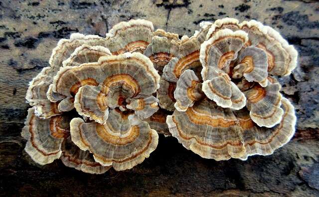 Image of Trametes