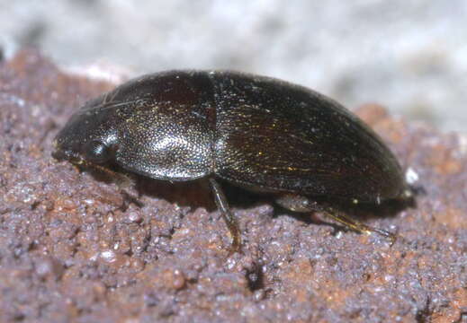 Image de Cryptarcha ampla Erichson 1843