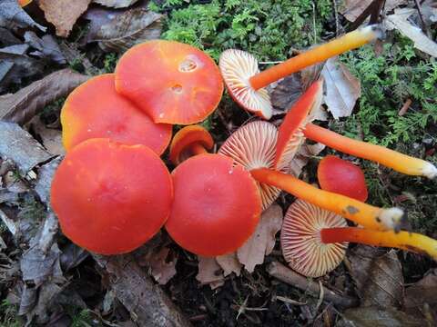 Image de Hygrocybe