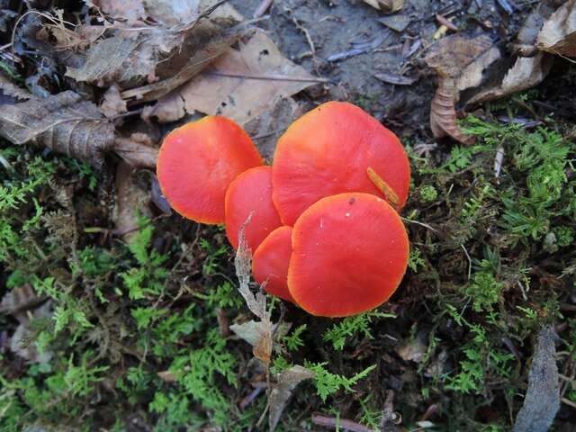 Image de Hygrocybe